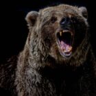 CIG Asset Management Update: Are We Experiencing Another “Bear Market Rally”?